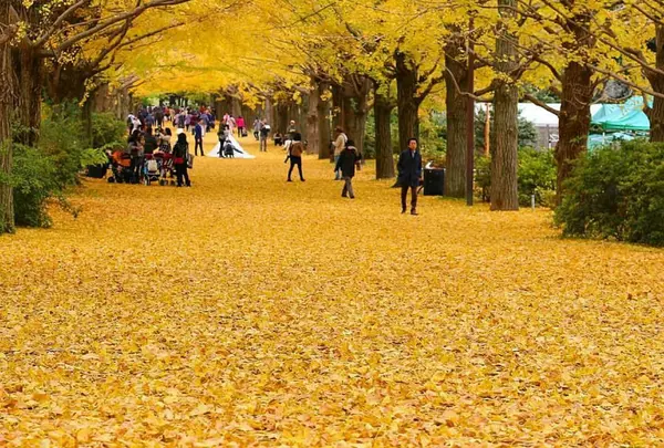 国営昭和記念公園