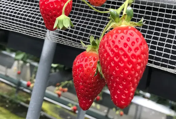 いちご狩り らいおん果実園