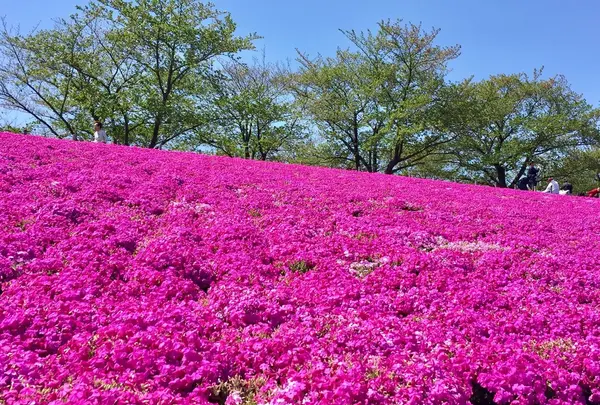 新荒川大橋野球場