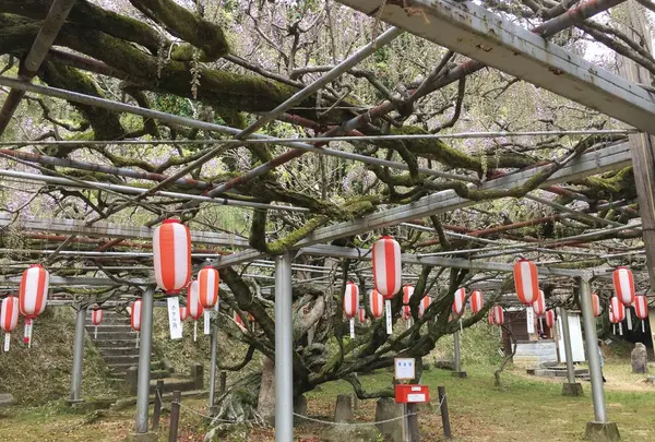 長正司公園 大藤棚