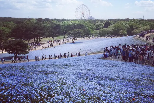 国営ひたち海浜公園