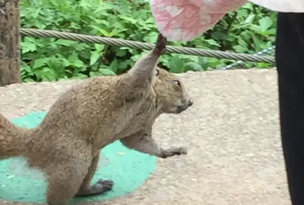 町田リス園