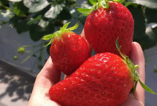 【閉業】林いちご園の写真・動画_image_234237