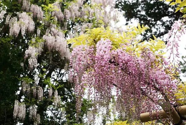 萬葉植物園の写真・動画_image_234401