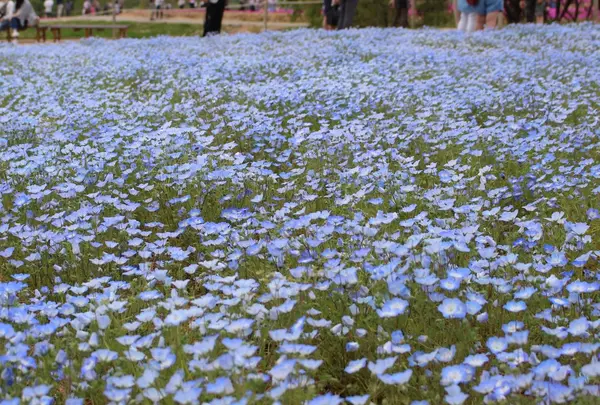 花夢の里ロクタン