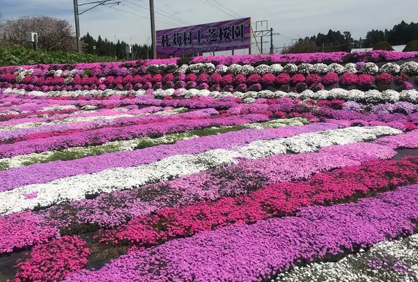 札苅芝桜園