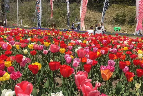 サラキ岬の写真・動画_image_235315