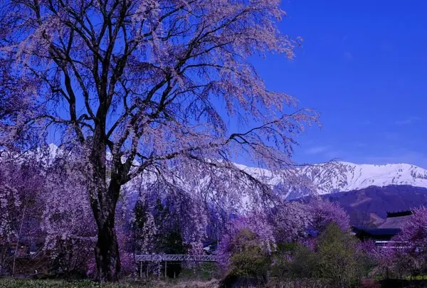大出公園