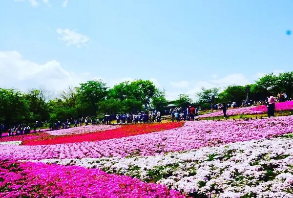 羊山公園