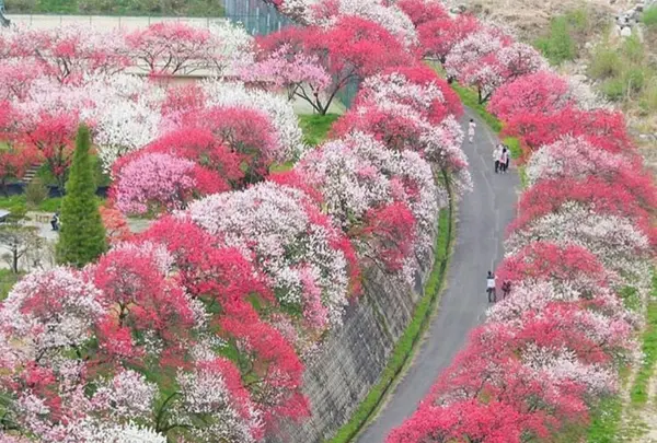 月川温泉の花桃