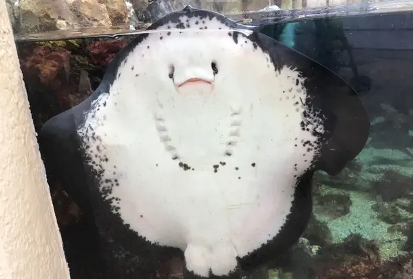 下田海中水族館