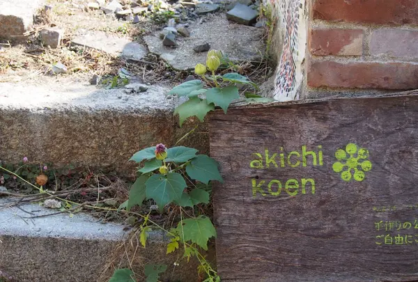 akichi koen