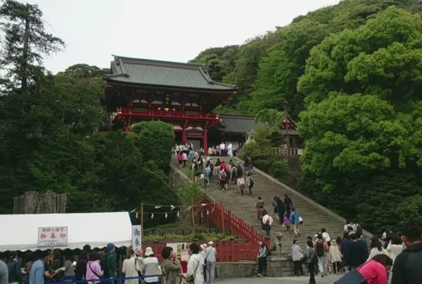 鶴岡八幡宮の写真・動画_image_236080