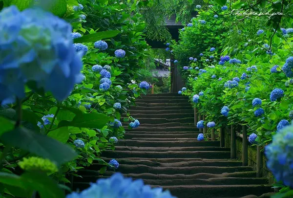 明月院（あじさい寺）