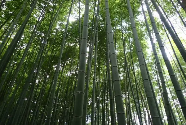 嵯峨野 竹林の道の写真・動画_image_236209