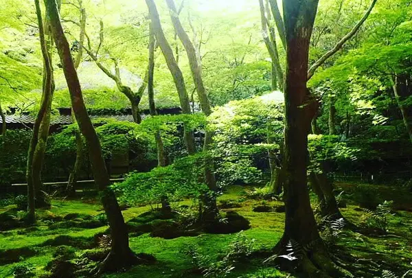 祇王寺