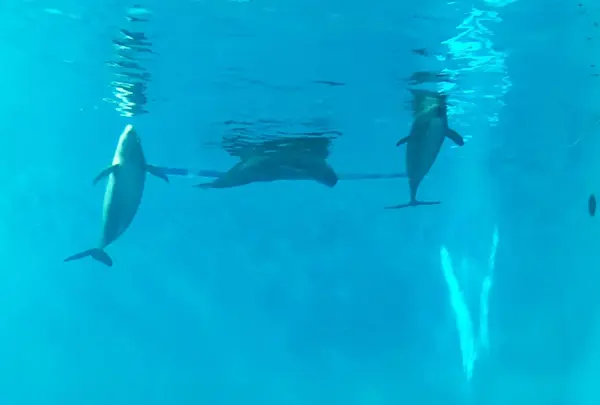 宮島水族館 みやじマリン