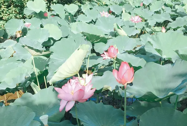 台北植物園