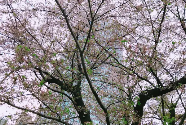 毛利庭園