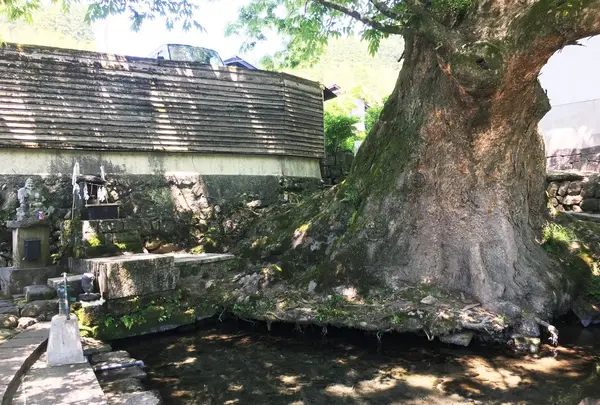 水源けやき