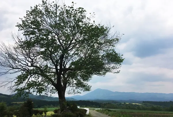 前原の一本桜
