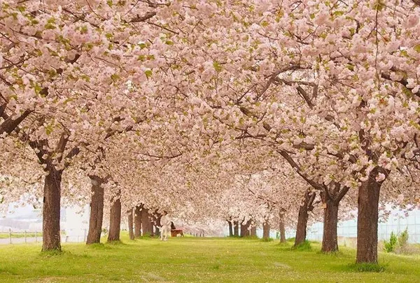 千曲川堤防の桜堤の写真・動画_image_241706