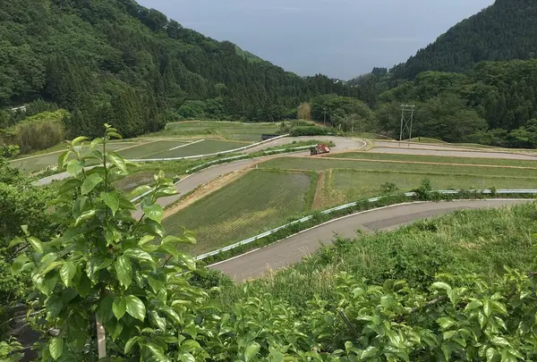 杉池の広葉樹林【紅葉の名所】