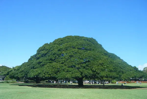 公園★モアナルア・ガーデンズ