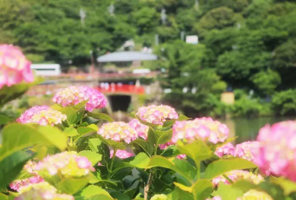 形原温泉あじさいの里