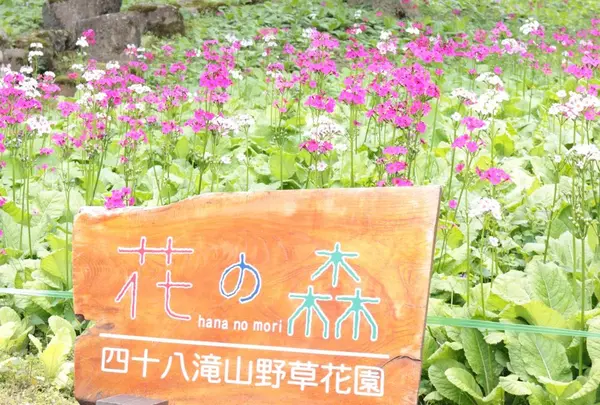 花の森四十八滝山野草花園