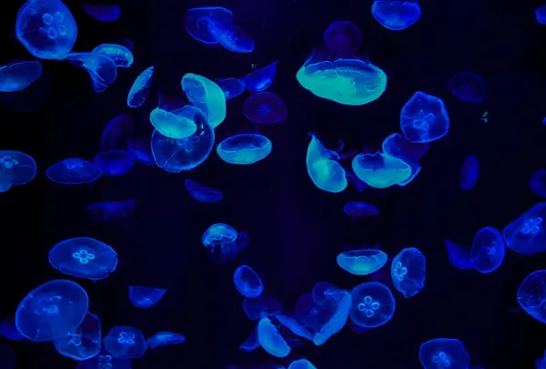 新江ノ島水族館