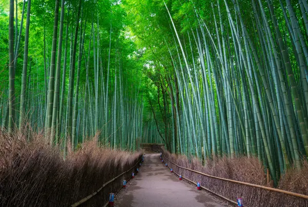 嵯峨野 竹林の道