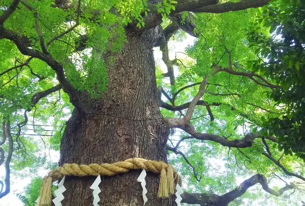 新熊野神社(いまくまのじんじゃ)
