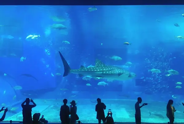 沖縄美ら海水族館