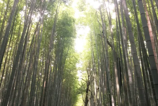 竹林の小径