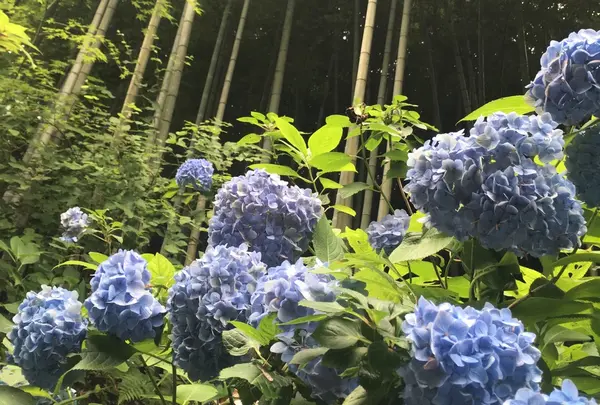 明月院（あじさい寺）