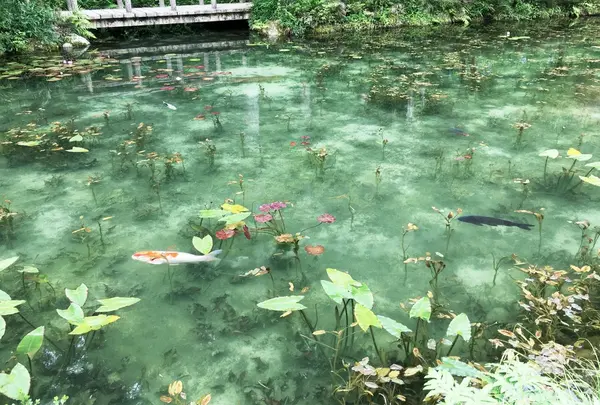 モネの池（名もなき池）の写真・動画_image_247639