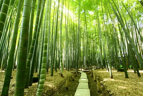報国寺（竹寺）