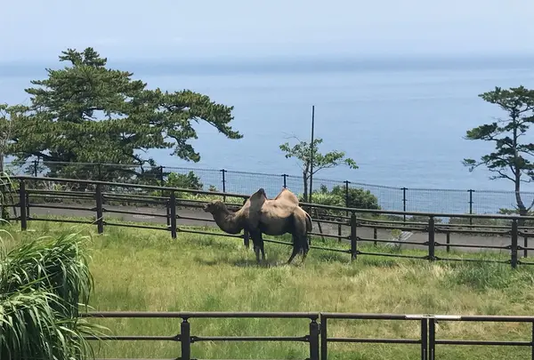 大島公園動物園