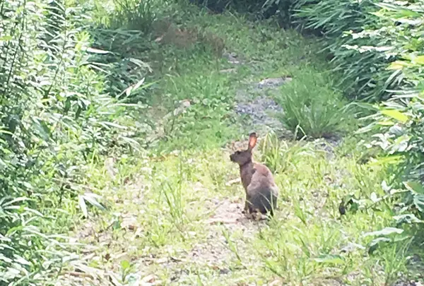 大正池近くの山道に🐇