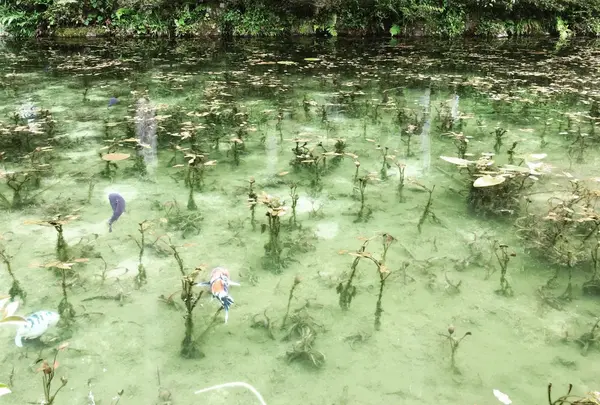 モネの池（名もなき池）の写真・動画_image_253696