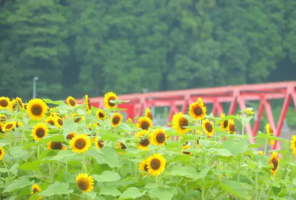 洲原ひまわりの里