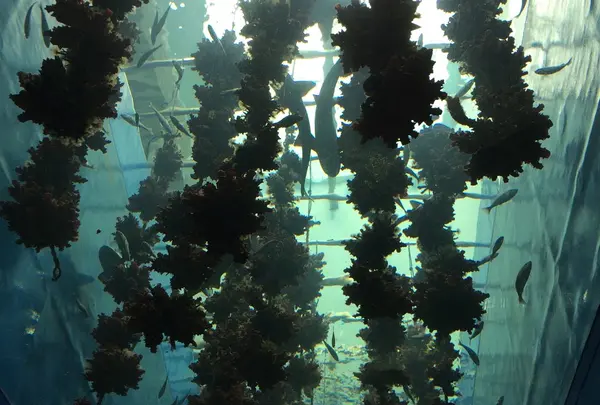 仙台うみの杜水族館の写真・動画_image_256785