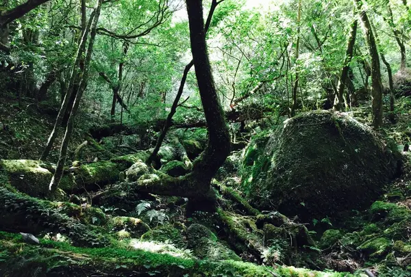 屋久島自然休養林（ヤクスギランド）