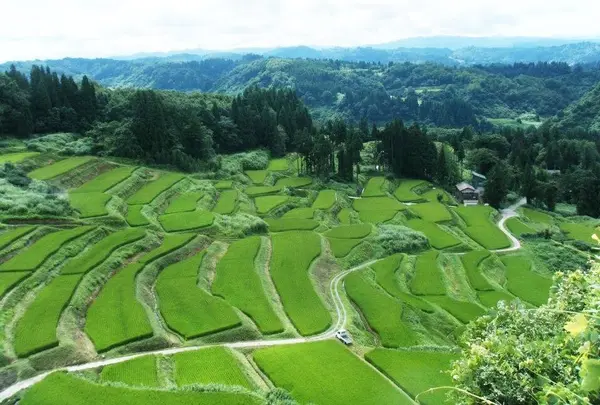 星峠の棚田