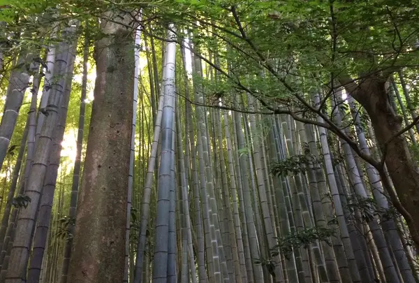 報国寺（竹寺）