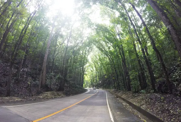 Bilar Man-Made Forest