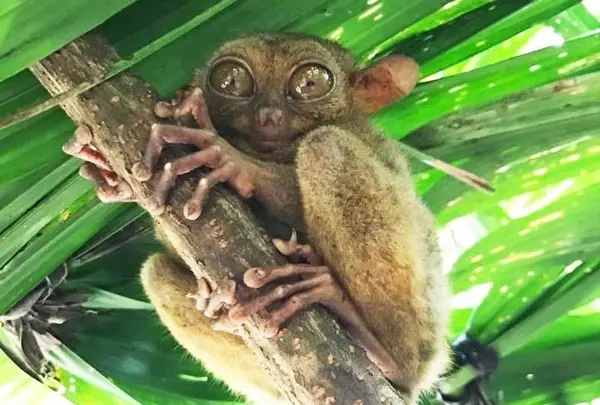 Tarsier Conservation Area