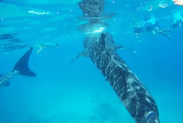 ジンベイザメとシュノーケル | セブ島 オスロブ