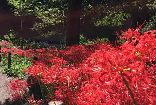 曼珠沙華公園の写真・動画_image_268190